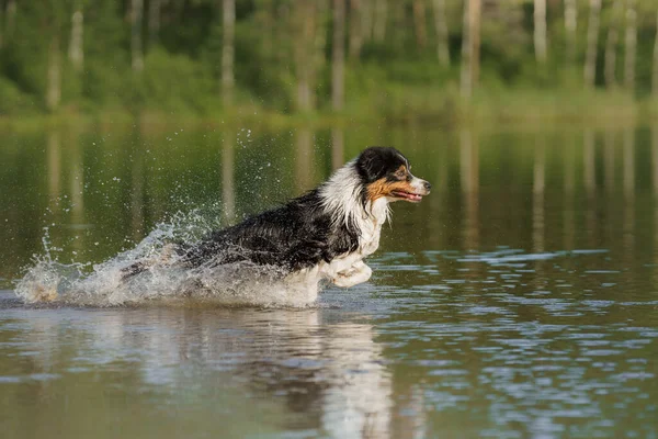 Dog jumps into the water. An active pet on the lake. Tricolor australian shepherd — Stock Photo, Image