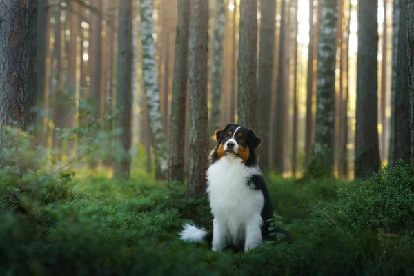 Hund i en skog. Australiska Shepherd i naturen. Landskap med husdjur. — Stockfoto