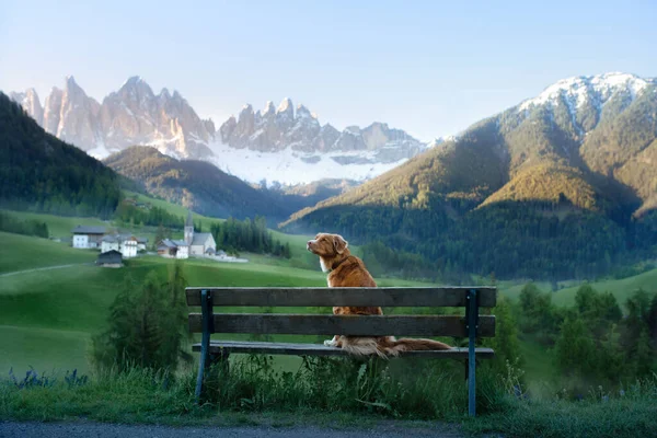 Pies siedzi na ławce i patrzy na Dolomity. Tolerant w naturze. — Zdjęcie stockowe