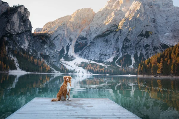 Pies stoi na drewnianym pomoście. Górskie Jezioro Braies. Stacja łodzi. krajobraz ze zwierzątkiem — Zdjęcie stockowe