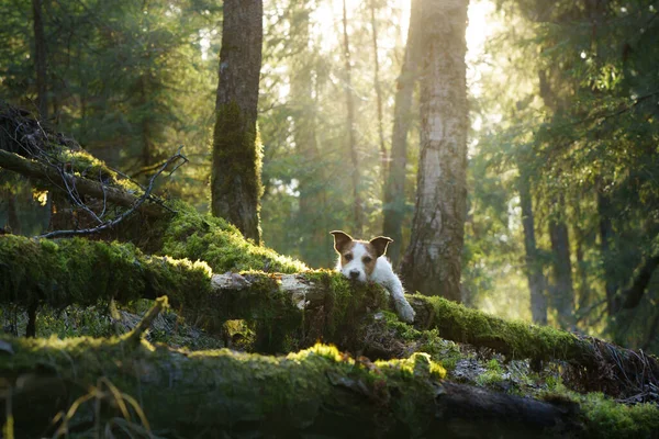 Cane nella foresta. Jack Russell Terrier . Tracciamento in natura. Pet relax — Foto Stock