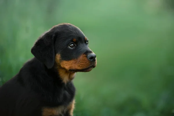 Doğada Rottweiler köpeği. Çimlerin üzerinde bir yavru köpek portresi. — Stok fotoğraf