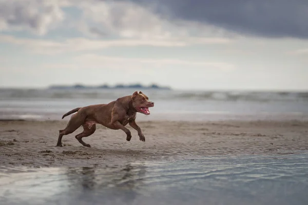 Hund am Strand. Aktiver Pitbull Terrier springt auf dem Hintergrund des Meeres — Stockfoto
