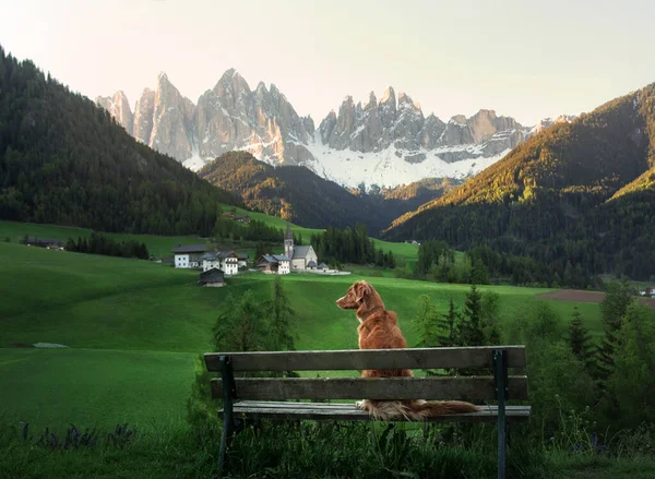 Собака сидит на скамейке и смотрит на Доломиты. Толлер в природе. — стоковое фото