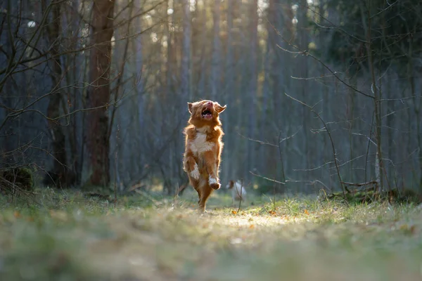 Red dog in forest. Nova Scotia Duck Tolling Retriever in nature. Walk with a pet — Stock Photo, Image