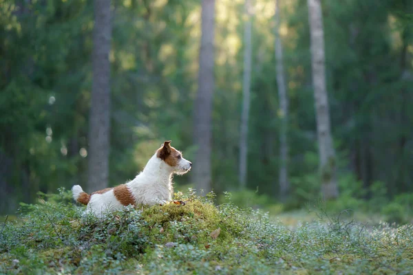 Cão na floresta. Jack Russell Terrier. A localizar na natureza. Descanso animal — Fotografia de Stock