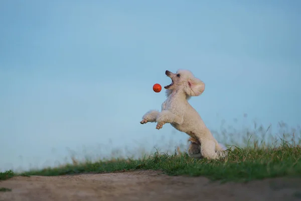 Perro juega con un juguete. pequeño caniche blanco juega con una pelota. — Foto de Stock