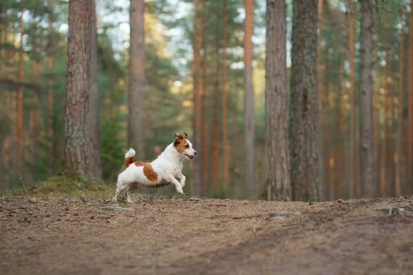 Perro corre en un bosque de pinos. poco activo jack russell en la naturaleza —  Fotos de Stock