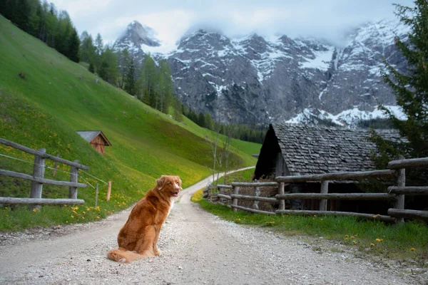 Perro en las montañas. Retriever de peaje de pato de Nueva Escocia en la naturaleza —  Fotos de Stock