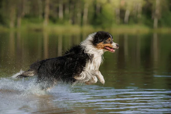 Pes skočí do vody. Aktivní mazlíček na jezeře. Tricolor australský ovčák — Stock fotografie