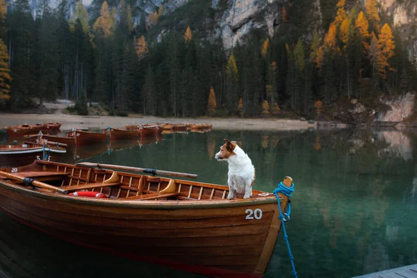 Hund står på en träpir. Mountain Lake Braies. Båtstation. landskap med husdjur — Stockfoto