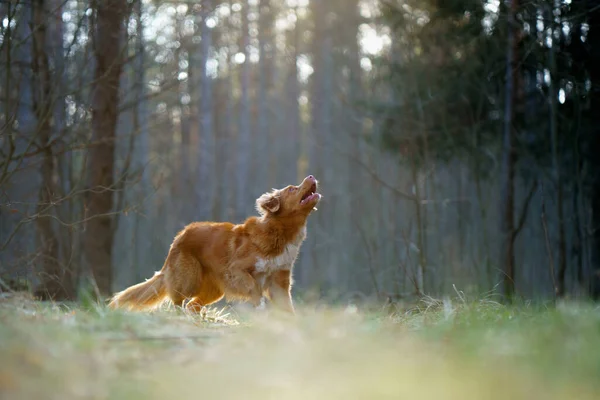 Κόκκινο σκυλί στο δάσος. Νέα Σκωτία Duck Tolling Retriever στη φύση. Περπατήστε με ένα κατοικίδιο ζώο — Φωτογραφία Αρχείου