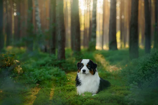 Perro en un bosque. Pastor australiano en la naturaleza. Paisaje con una mascota. —  Fotos de Stock