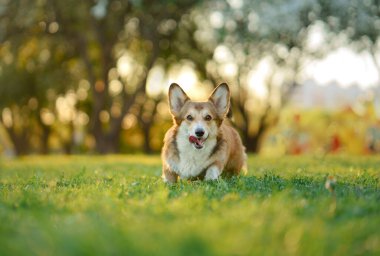 Portre köpeği. Galli Corgi Pembroke doğada, çimlerin üzerinde
