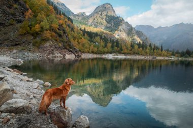 Dağ gölündeki bir taşın üzerindeki köpek. Sonbahar havası. Nova Scotia Ördek Tolling Retriever doğa arka planında