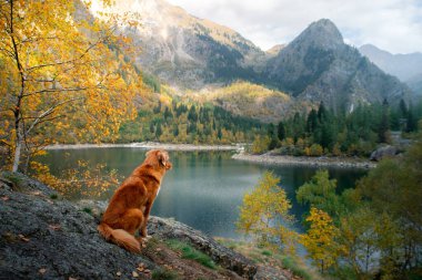 Dağ gölündeki bir taşın üzerindeki köpek. Sonbahar havası. Nova Scotia Ördek Tolling Retriever doğa arka planında