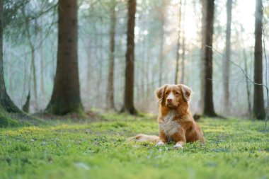 Ormandaki kırmızı köpek. Doğadaki Nova Scotia Duck Tolling Retriever. Evcil bir hayvanla yürü
