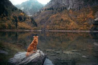 Dağ gölündeki bir taşın üzerindeki köpek. Sonbahar havası. Nova Scotia Ördek Tolling Retriever doğa arka planında