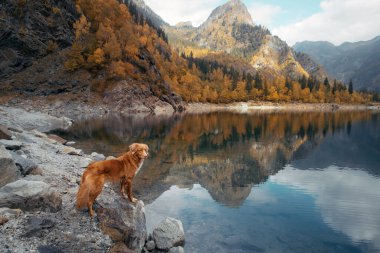 Dağ gölündeki bir taşın üzerindeki köpek. Sonbahar havası. Nova Scotia Ördek Tolling Retriever doğa arka planında