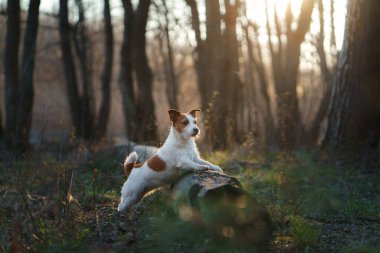 Ormandaki köpek. Ormanda Jack Russell Terrier