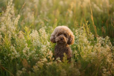 miniature chocolate poodle on the grass. Pet in nature.  clipart