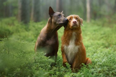 Ormanda iki köpek. Thai Ridgeback ve Nova Scotia Duck Tolling Retriever arasındaki ilişkiler