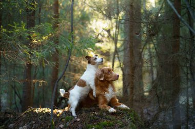 Ormanda birlikte iki köpek. Ördek Avcısı Jack Russell Terrier doğada. Hayvan dostluğu