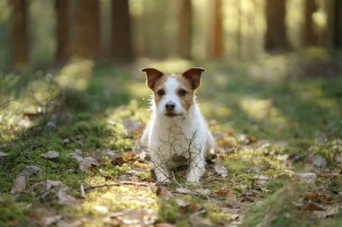 Ormandaki köpek. Jack Russell Terrier . Doğada iz sürmek. Sakin ol.