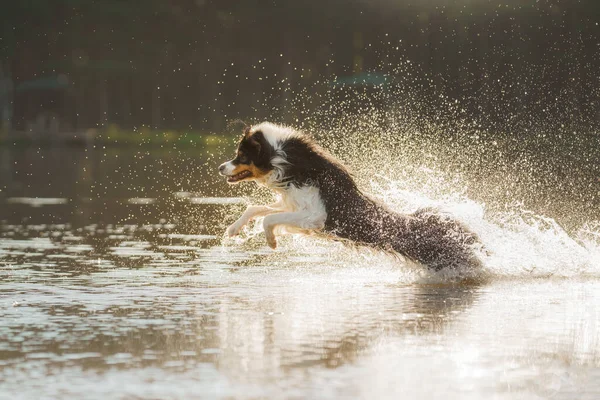 Perro salta al agua. Una mascota activa en el lago. Pastor australiano tricolor — Foto de Stock