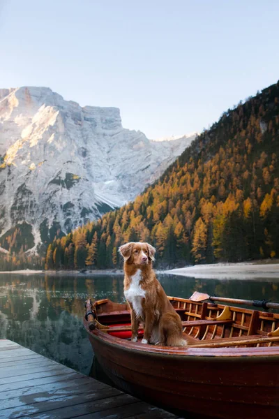 Pies stoi na drewnianym pomoście. Górskie Jezioro Braies. Stacja łodzi. krajobraz ze zwierzątkiem — Zdjęcie stockowe