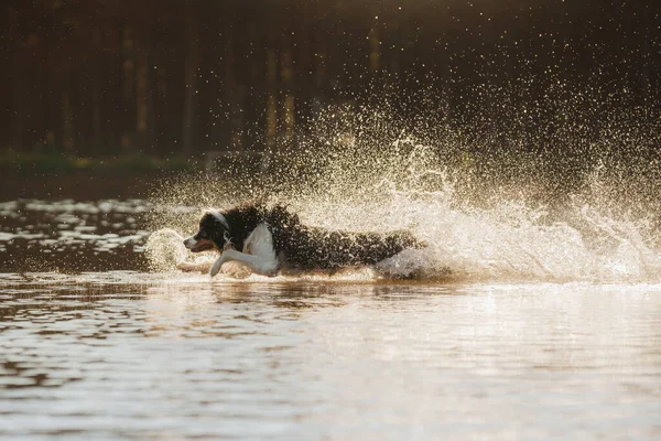 Hunden hoppar i vattnet. Ett aktivt husdjur på sjön. Tricolor australier herde — Stockfoto