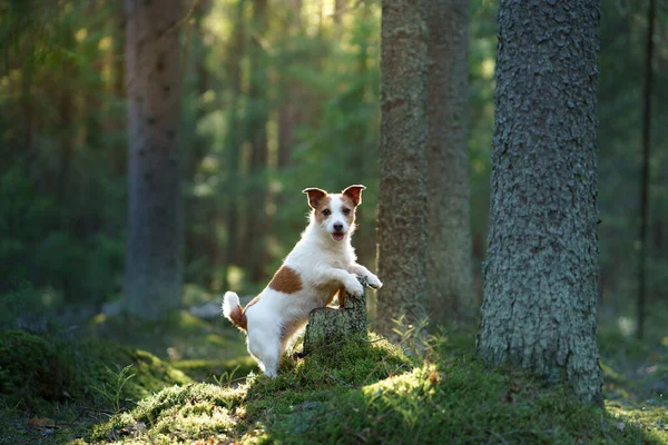 Pies w lesie. Jestem Jack Russell Terrier. Śledzenie w naturze. Odpoczynek zwierząt domowych — Zdjęcie stockowe