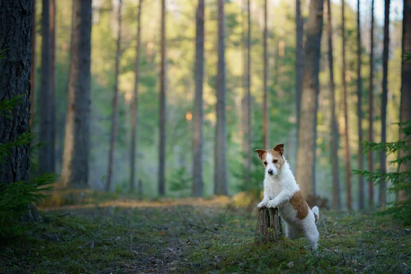 Собака в лесу. Джек Рассел Терьер. Отслеживание в природе. Отдых домашних животных — стоковое фото
