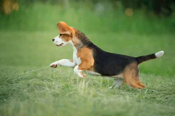 Собака на природе, в парке. Beagle щенок бежит и играет. — стоковое фото