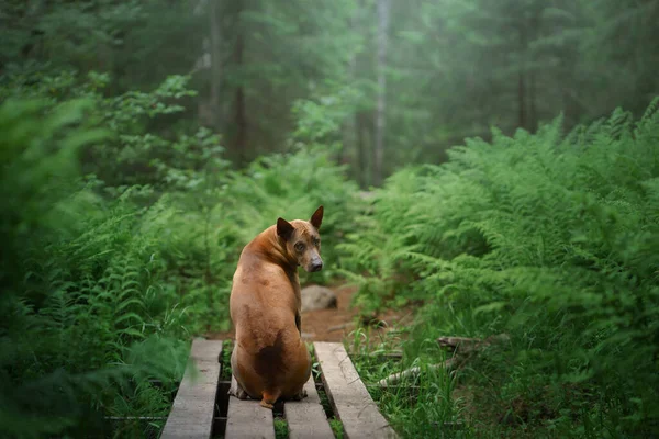 Cão na floresta. Vermelho de cabelos tailandeses Ridgeback na natureza. — Fotografia de Stock