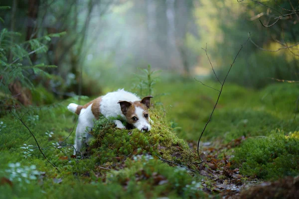 Ormandaki köpek. Ormanda Jack Russell Terrier — Stok fotoğraf