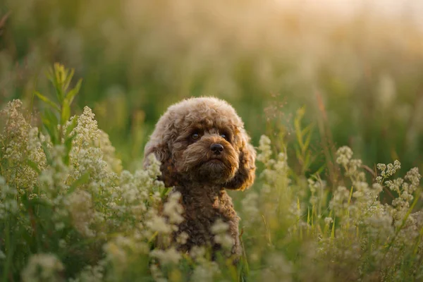 Caniche de chocolate miniatura na grama. Pet na natureza. — Fotografia de Stock