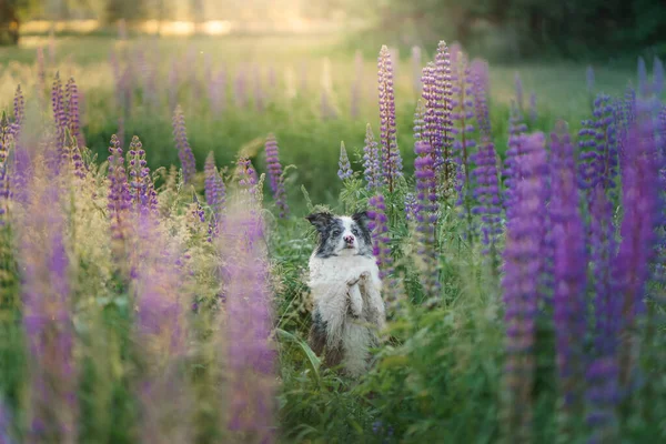 Perro en flores de altramuz. Mármol frontera collie en la naturaleza. Hermosa mascota — Foto de Stock