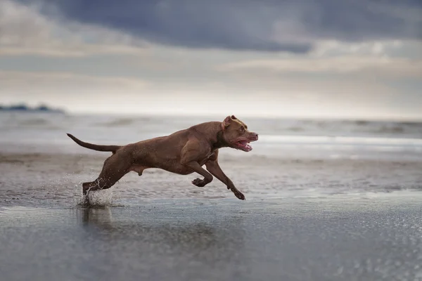 Cane sulla spiaggia. pit bull terrier attivo che salta sullo sfondo del mare — Foto Stock