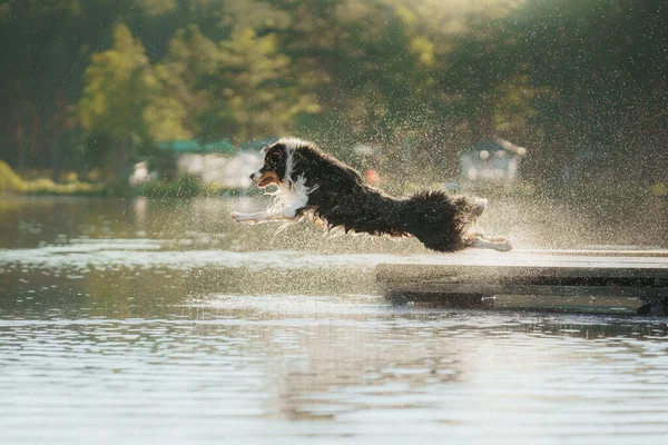 Pes skočí do vody. Aktivní mazlíček na jezeře. Tricolor australský ovčák — Stock fotografie