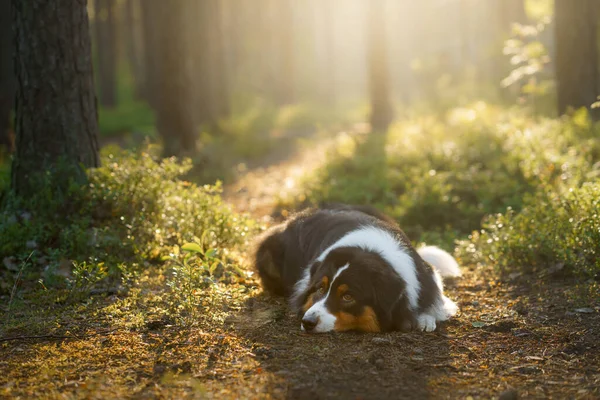 Chien dans une forêt. Berger australien dans la nature. Paysage avec un animal domestique. — Photo