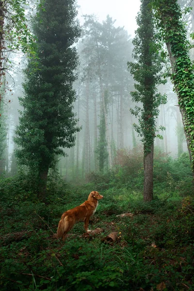 Σκύλος σε ομιχλώδες δάσος. Nova Scotia πάπια ανάκτηση διοδίων στη φύση. — Φωτογραφία Αρχείου