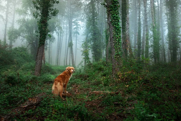 Hund i dimmig skog. Nova Scotia Duck Tolling Retriever i naturen. — Stockfoto