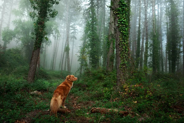 Kutya ködös erdőben. Új-Skócia kacsa tolling retriever a természetben. — Stock Fotó