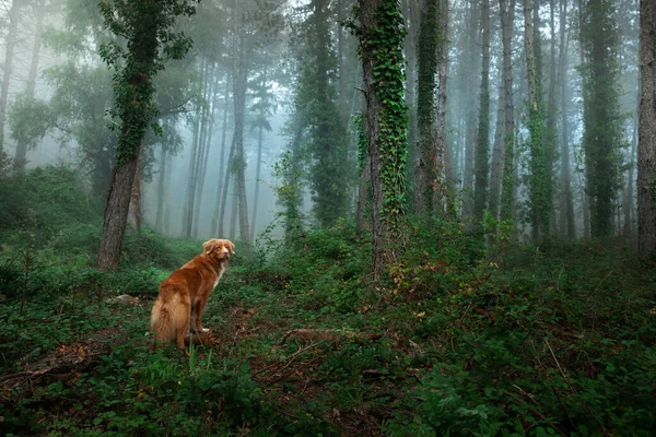 Cão na floresta nebulosa. Nova Escócia Duck Tolling Retriever na natureza. animal de estimação na floresta — Fotografia de Stock