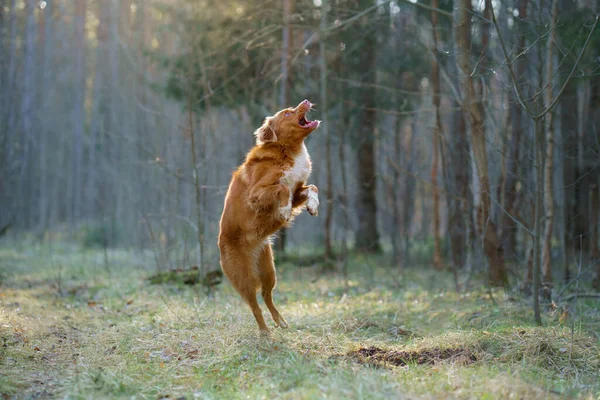 Anjing merah di hutan. Nova Scotia Duck Tolling Retriever di alam. Berjalan dengan hewan peliharaan — Stok Foto