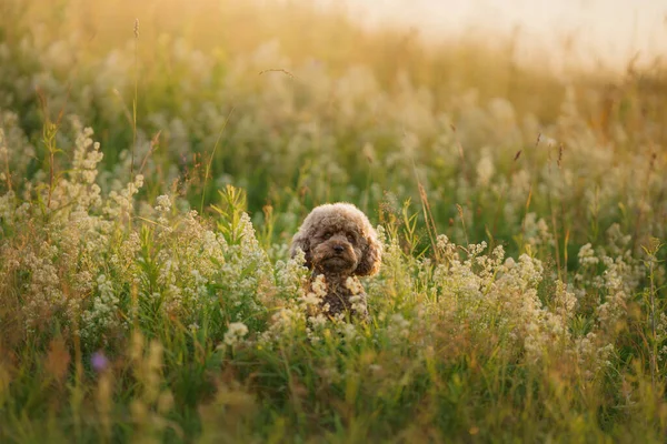 Miniaturní čokoládový pudl na trávě. Domácí mazlíček v přírodě. — Stock fotografie