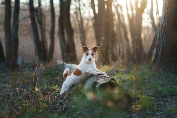森の中の犬。森の中のジャック・ラッセル・テリア — ストック写真
