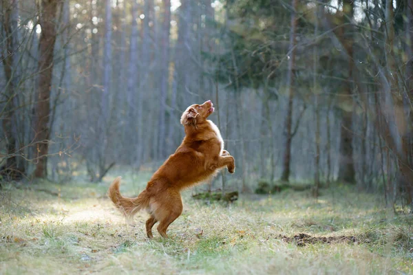 Perro rojo en el bosque. Nova Scotia Duck Tolling Retriever en la naturaleza. Caminar con una mascota —  Fotos de Stock