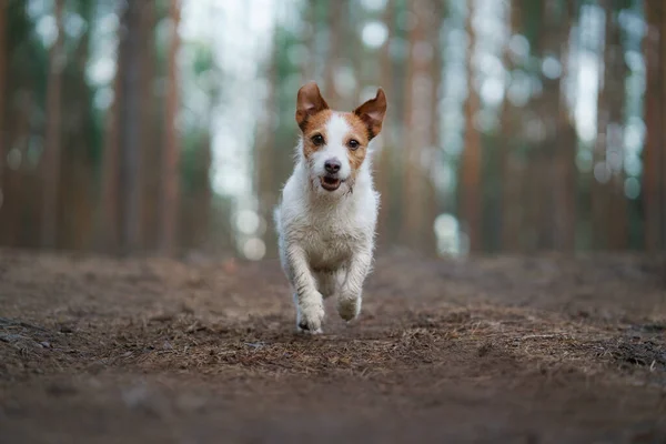 Köpek çam ormanında koşar. Doğada küçük aktif Jack Russell — Stok fotoğraf